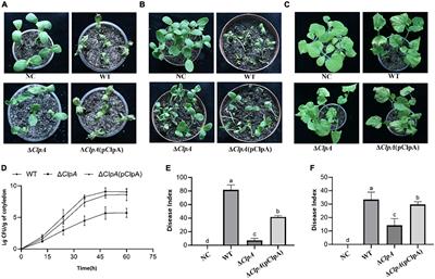 ClpA affects the virulence of Paracidovorax citrulli on melon by regulating RepA